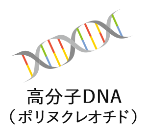 高分子DNA（ポリヌクレオチド）