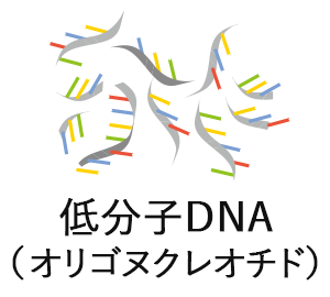 低分子DNA（オリゴヌクレオチド）