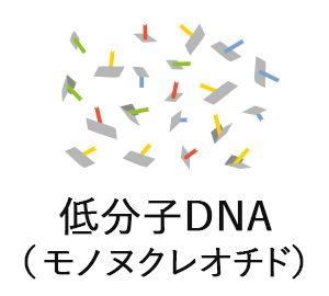 低分子DNA（モノヌクレオチド）