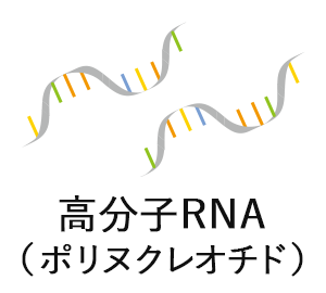 高分子RNA（ポリヌクレオチド）